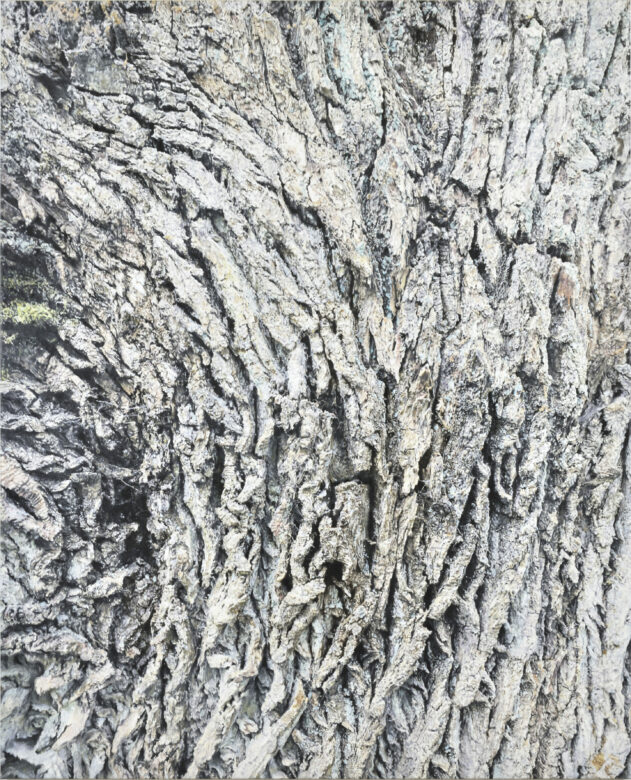 Huile sur toile / Oil on canvas 162 x 130 cm (63 3/4 x 51 1/8 in.) Photo : Rebecca Fanuele