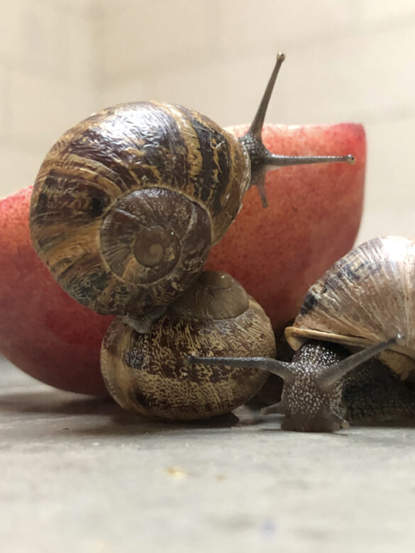 Tirage giclee / Giclee print 25,4 x 20,32 cm (10 x 8 in.) Edition de / of 5 + 2 AP