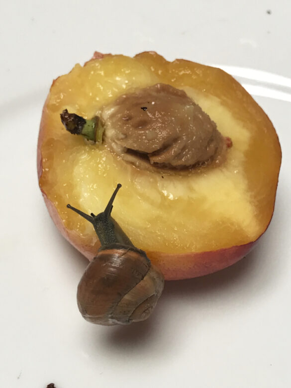 Tirage giclee / Giclee print 20,32 x 25,4 cm (8 x 10 in.) Edition de 5 + 2 AP