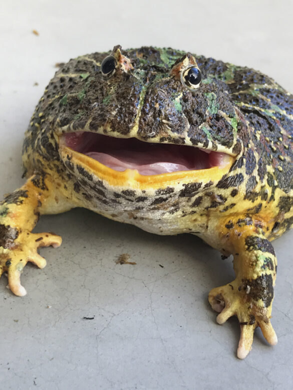 Tirage giclee / Giclee print 152,4 x 101,6 cm (60 x 40 in.) Edition de / of 3 + 2 AP