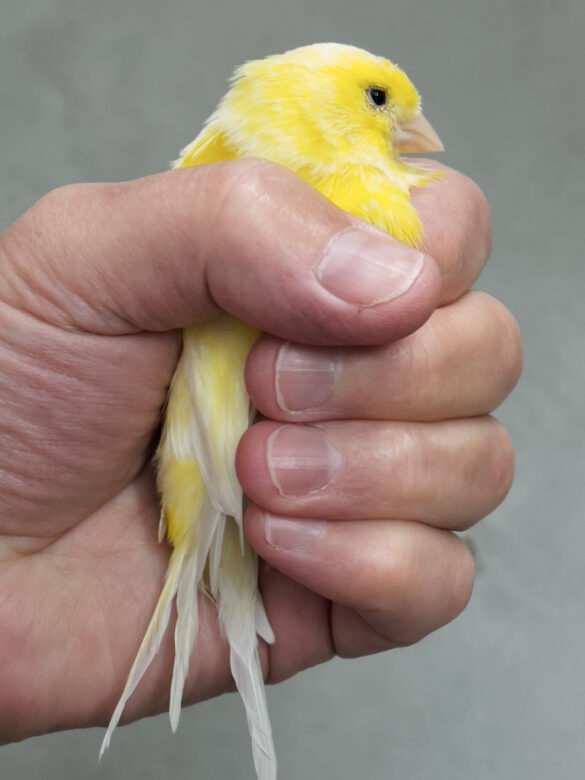 Impression jet d’encre / Giclee print 13,34 x 17,78 cm (5,25 x 7 in.) Edition de / of 5 + 2 AP