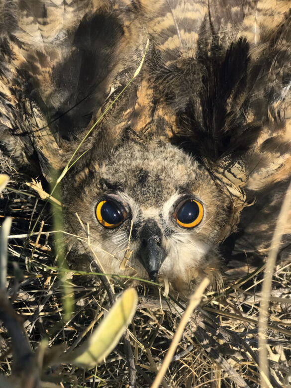 Tirage giclee / Giclee print 101,6 x 76,2 cm (40 x 30 in.) Edition de / of 5