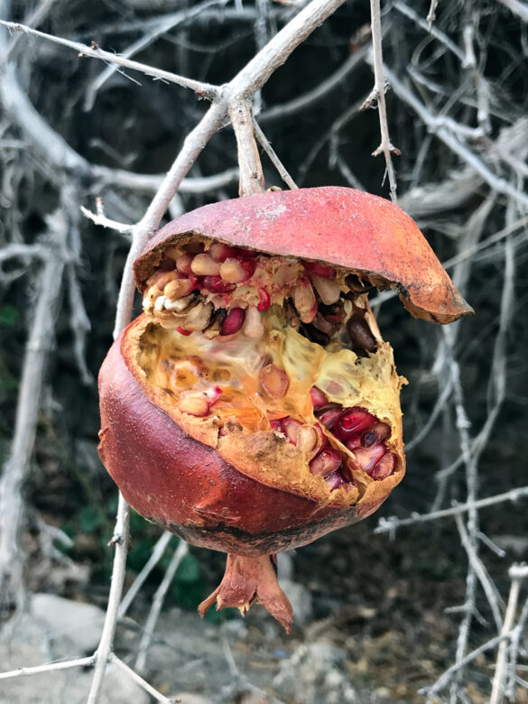 Impression jet d’encre / Giclee print 35,56 x 27,94 cm (14 x 11 in.) Edition de / of 5 + 2 AP