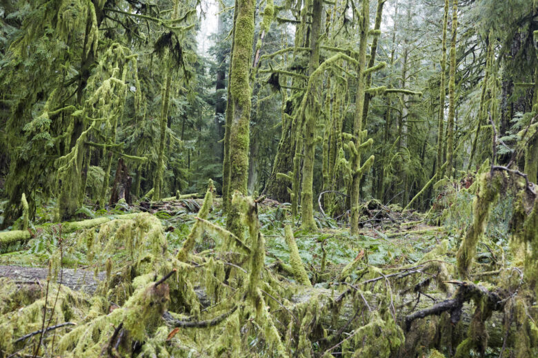 Tirage giclee / Giclee print 152,4 x 228,6 cm (60 x 90 in.) Edition de / of 3 + 2 AP