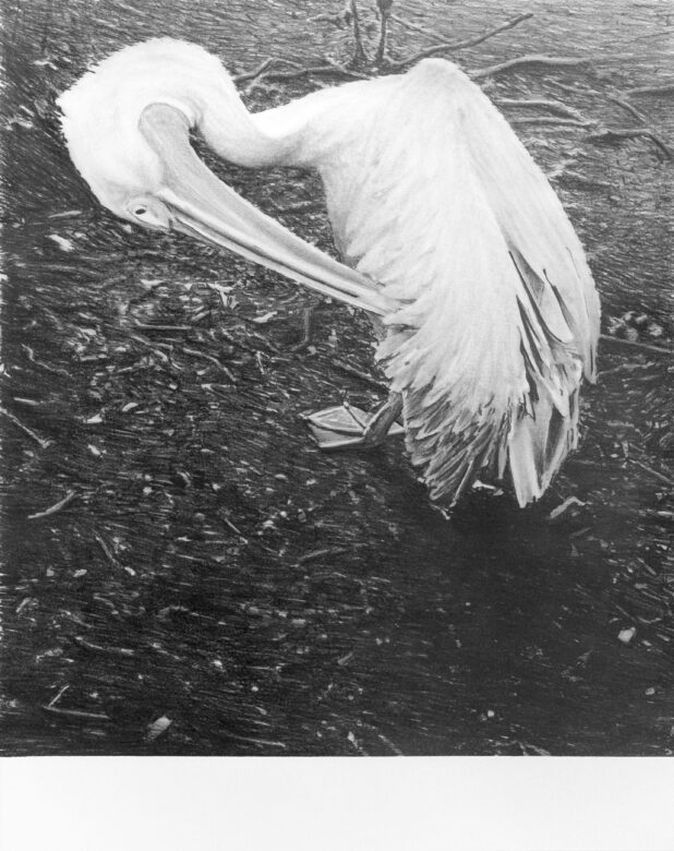 Crayon sur papier / Pencil on paper 59 x 47 cm (23 1/4 x 18 1/2 in.)